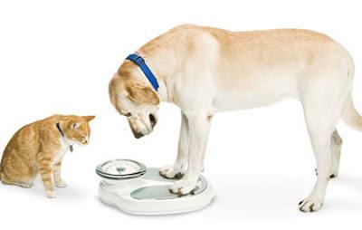 campaña-obesidad Perro y gato mirando una báscula