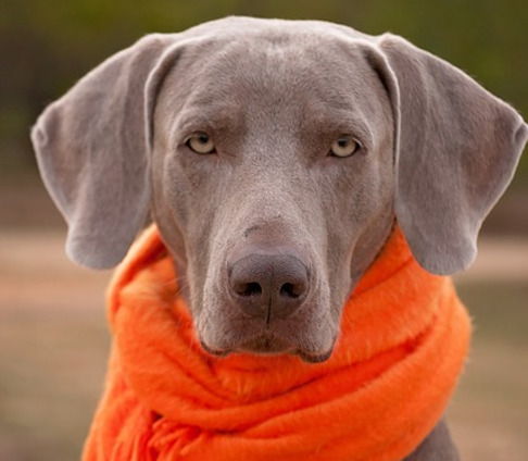 Perro con bufanda naranja