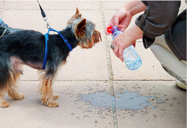 perro pequeño bebiendo agua de una botella