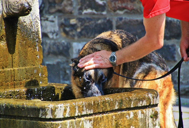 perro bebiendo agua de la fuente
